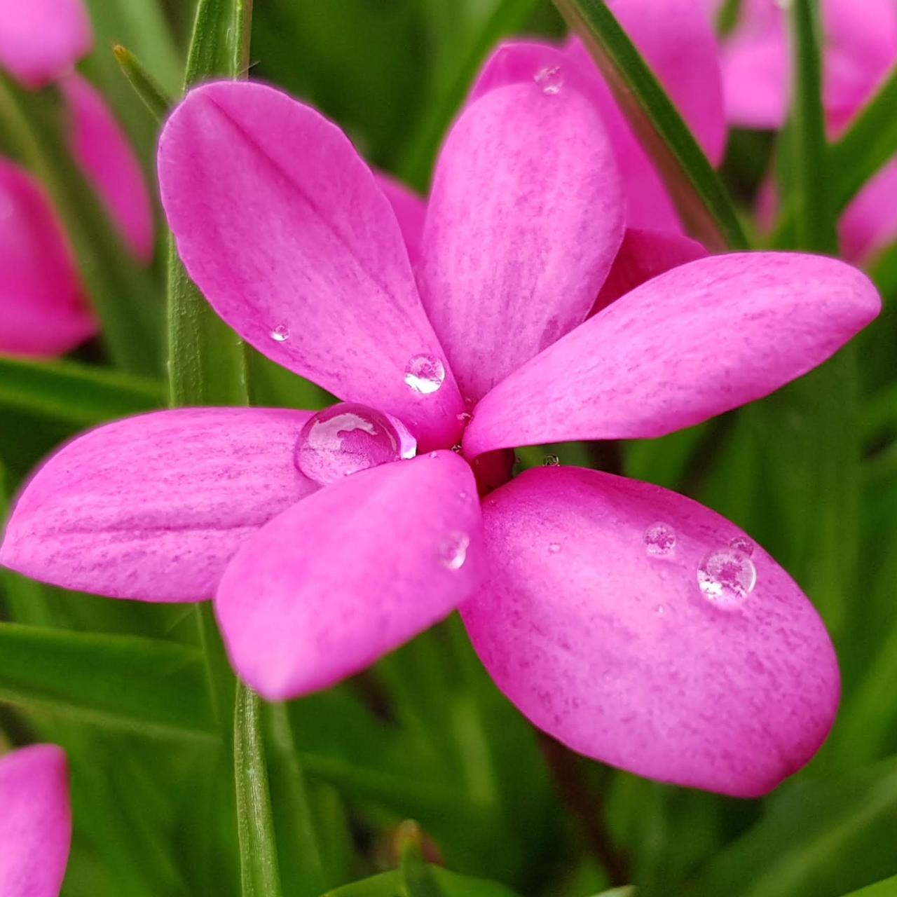 Rhodohypoxis 'Top Sally'